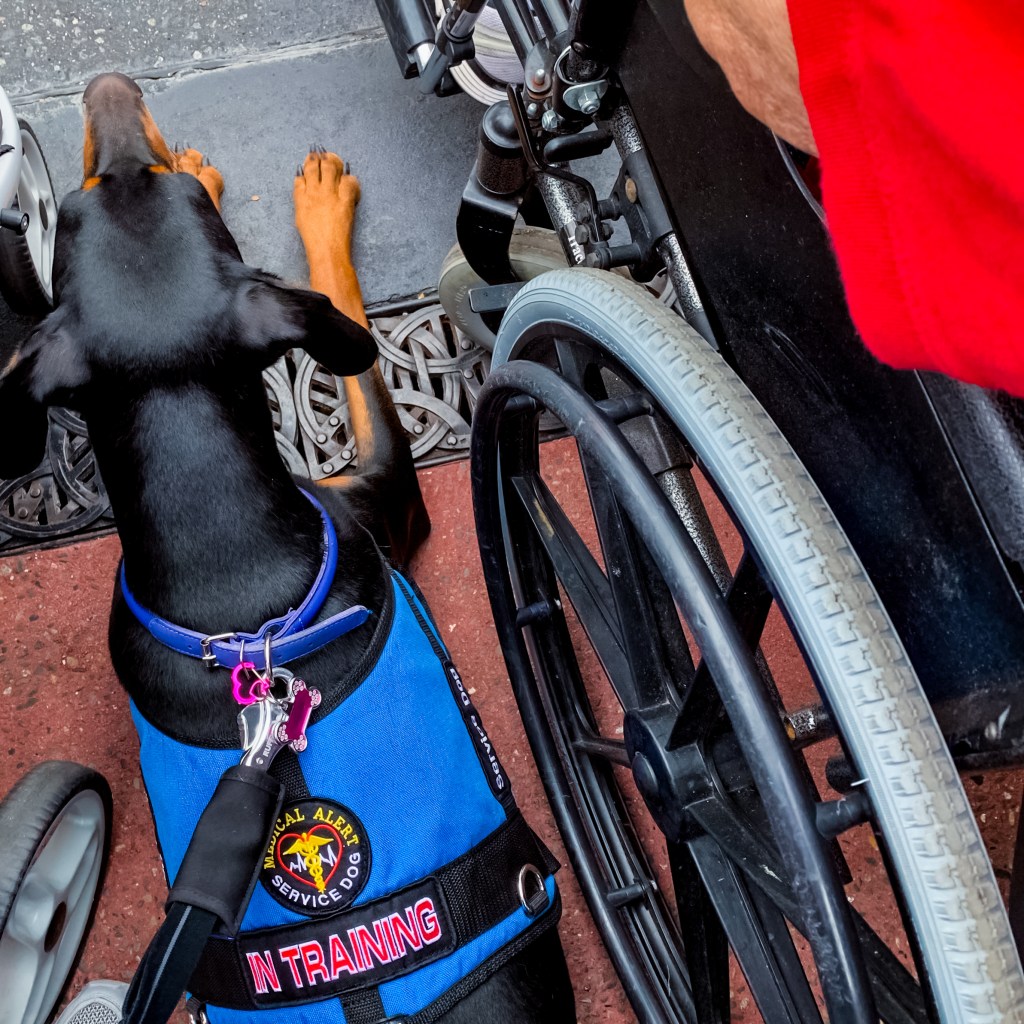 Doberman service dog wearing a blue in-training vest laying down next to a wheelchair