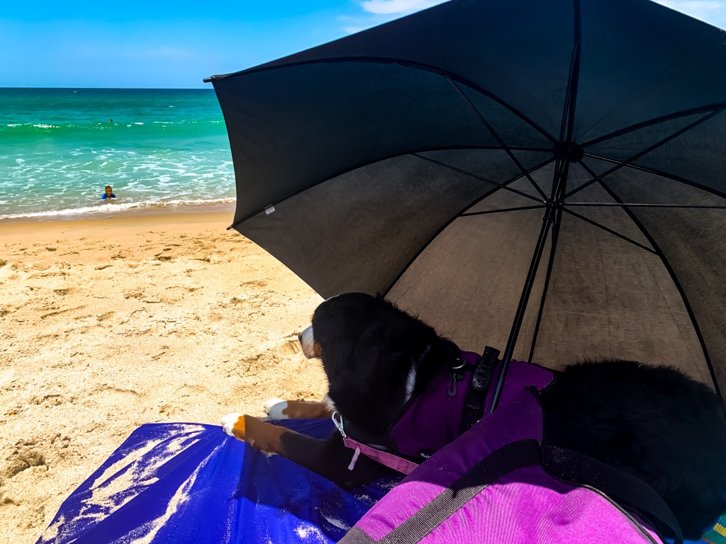 Bernese Mountain Dog, service dog wearing a purple vest, laying on the beach on a cooling mat and under an umbrella.