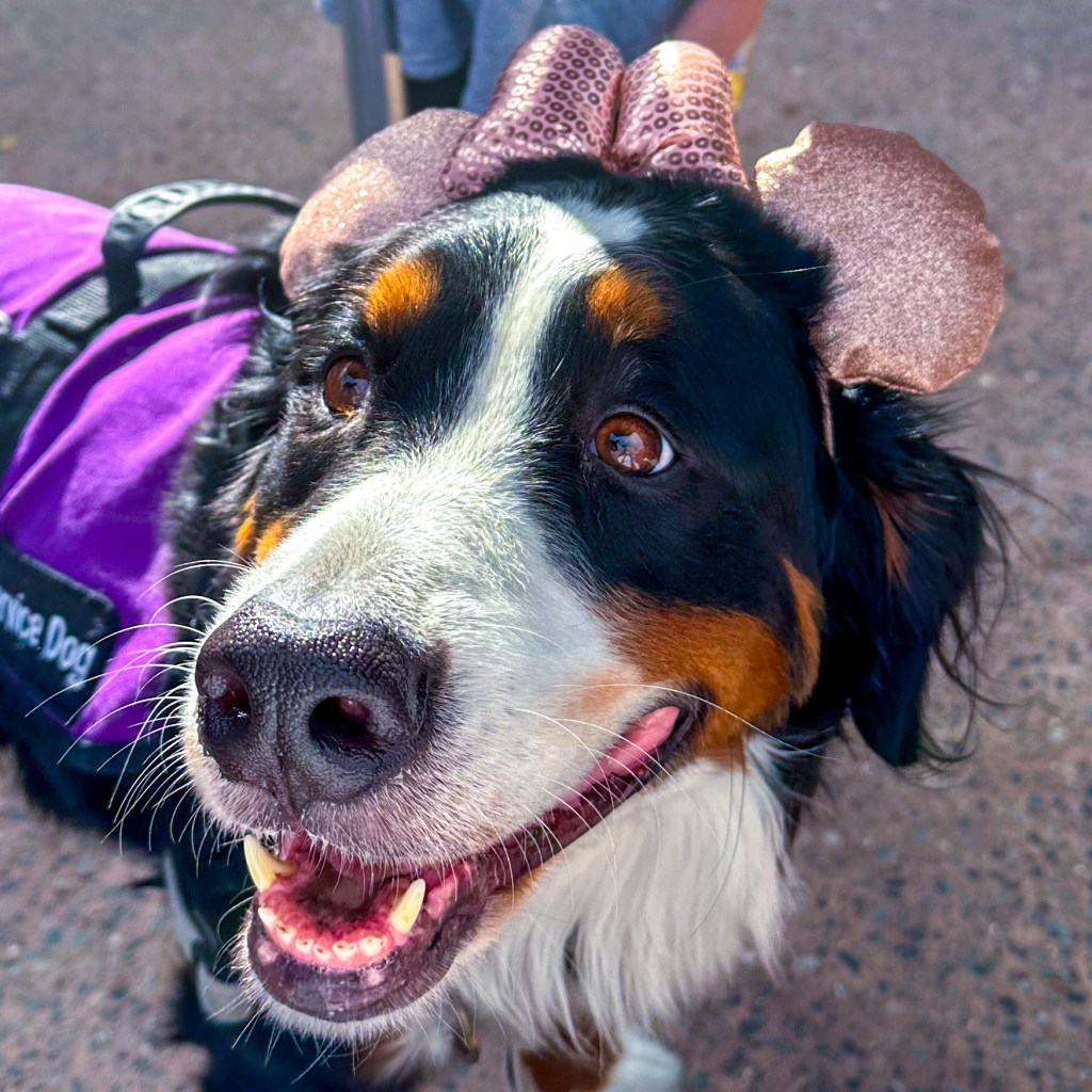 Bernese Mountain Dog, service dog, wearing glitter pink mouse ears with a pink sequined bow.