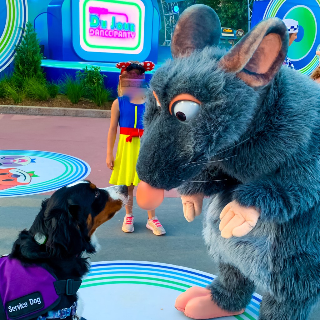 Bernese Mountain Dog service dog, nose to nose with Remy the rat