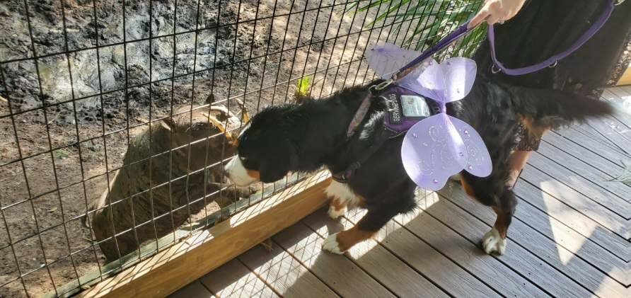 Wart hog and service dog checking each other out